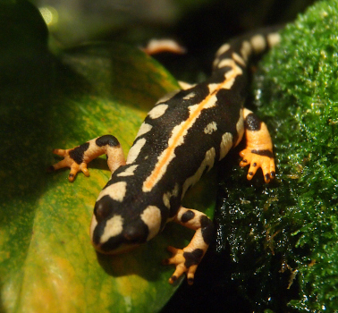 [This colorful lizard with a long tail is walking toward the camera across something green. Its feet each appear to have four toes. The skin is black and beige with some orange, instead of beige, near the feet. There isalso a thin orange stripe the length of its back.]